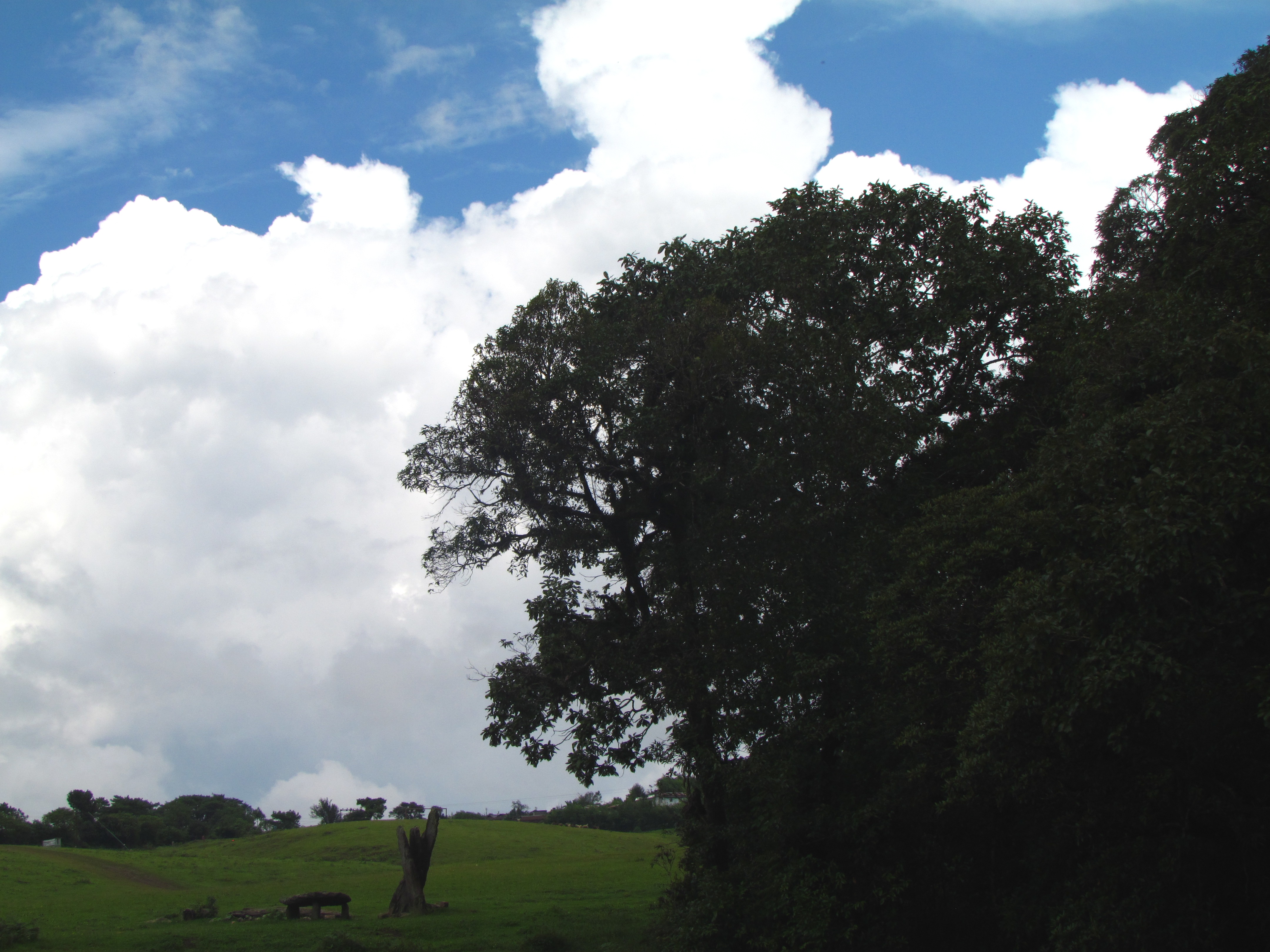 Sacred Grove