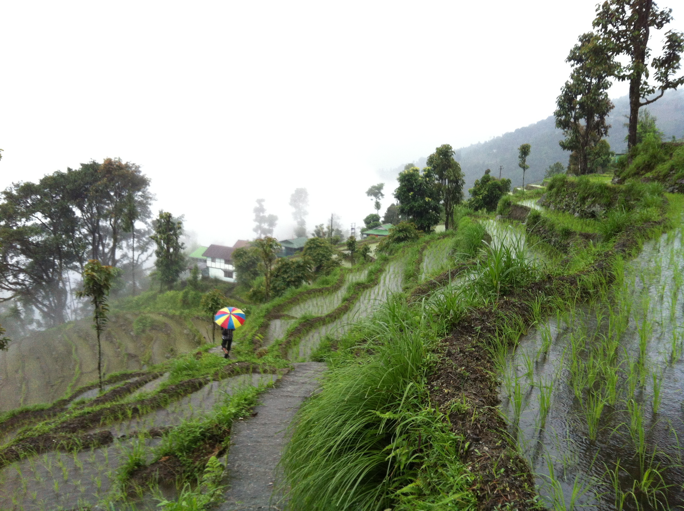 Terraced farms Payong