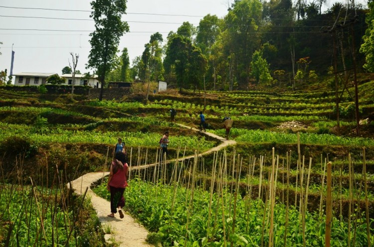 Darjeeling