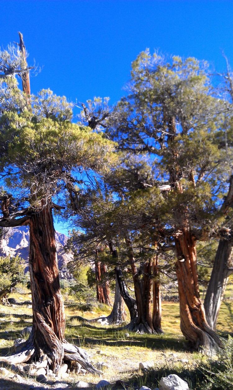 Homestays in Ladakh