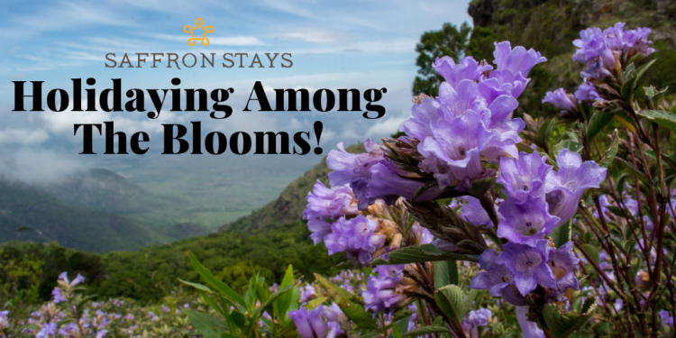 Neelakurinji, flowers, blooms, nilgiri, mountains, hill stations